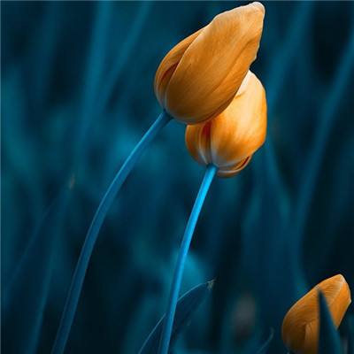 九游会演示计划