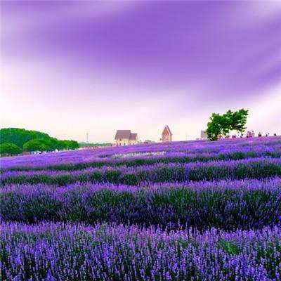 汇彩网登录大厅